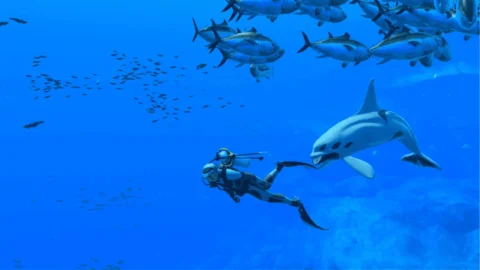 Endless Ocean Luminous ROM (2)